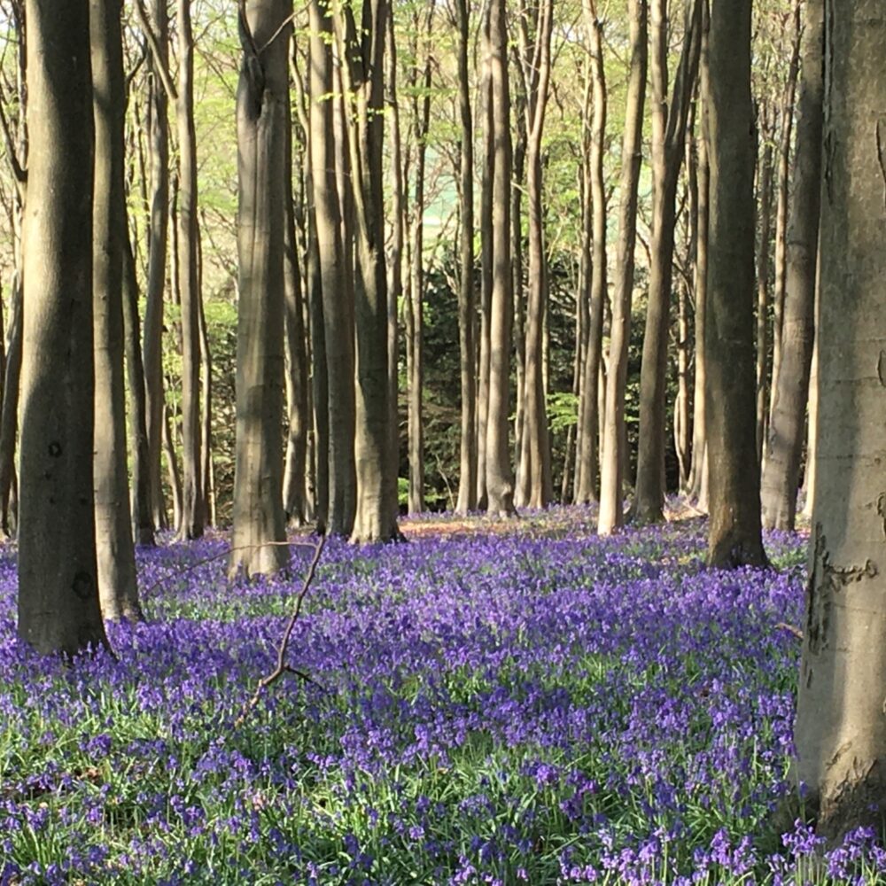Bluebells & Beer: Join the Kent Countryside TrAle This Spring ...