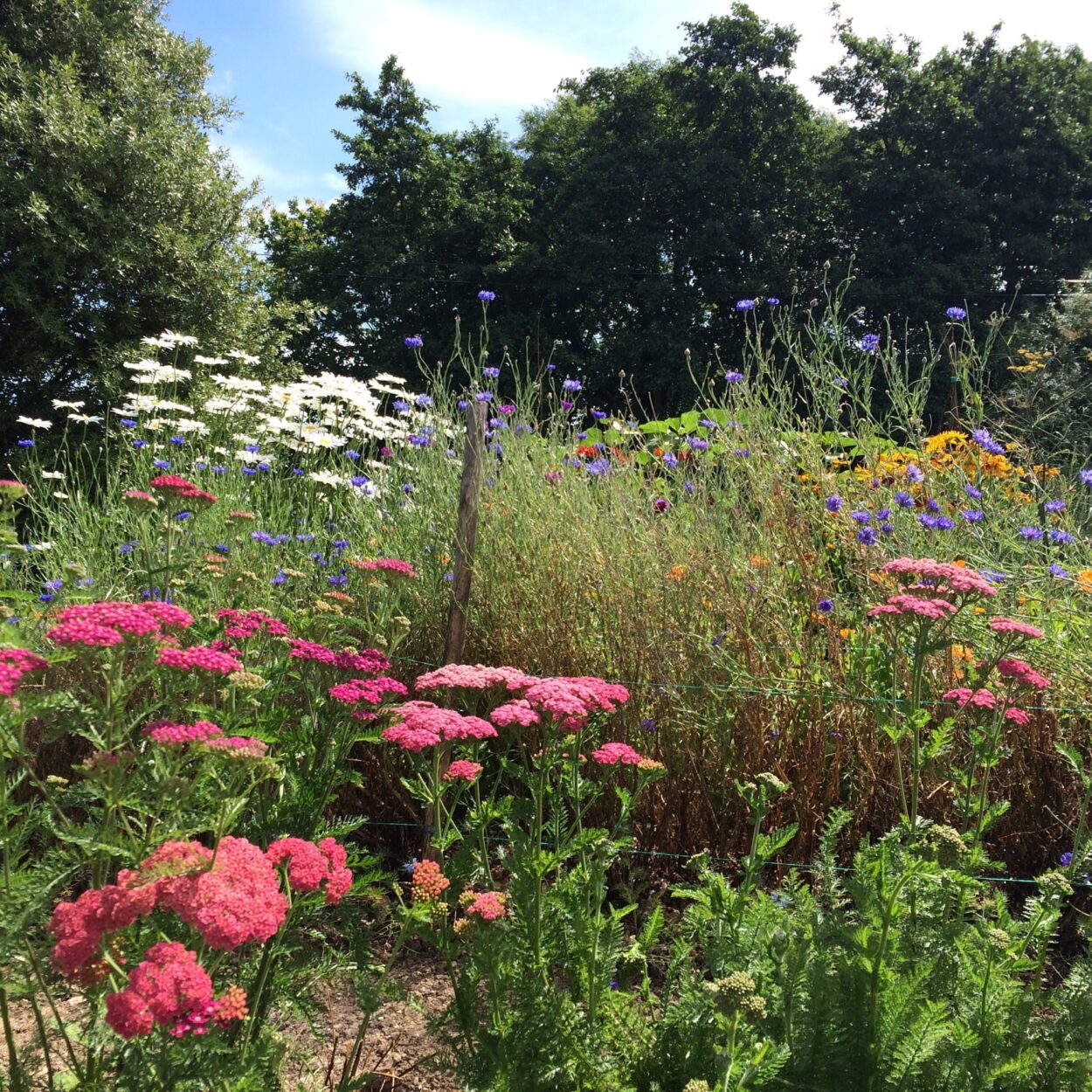 Flower Farm Kent Uk Best Flower Site