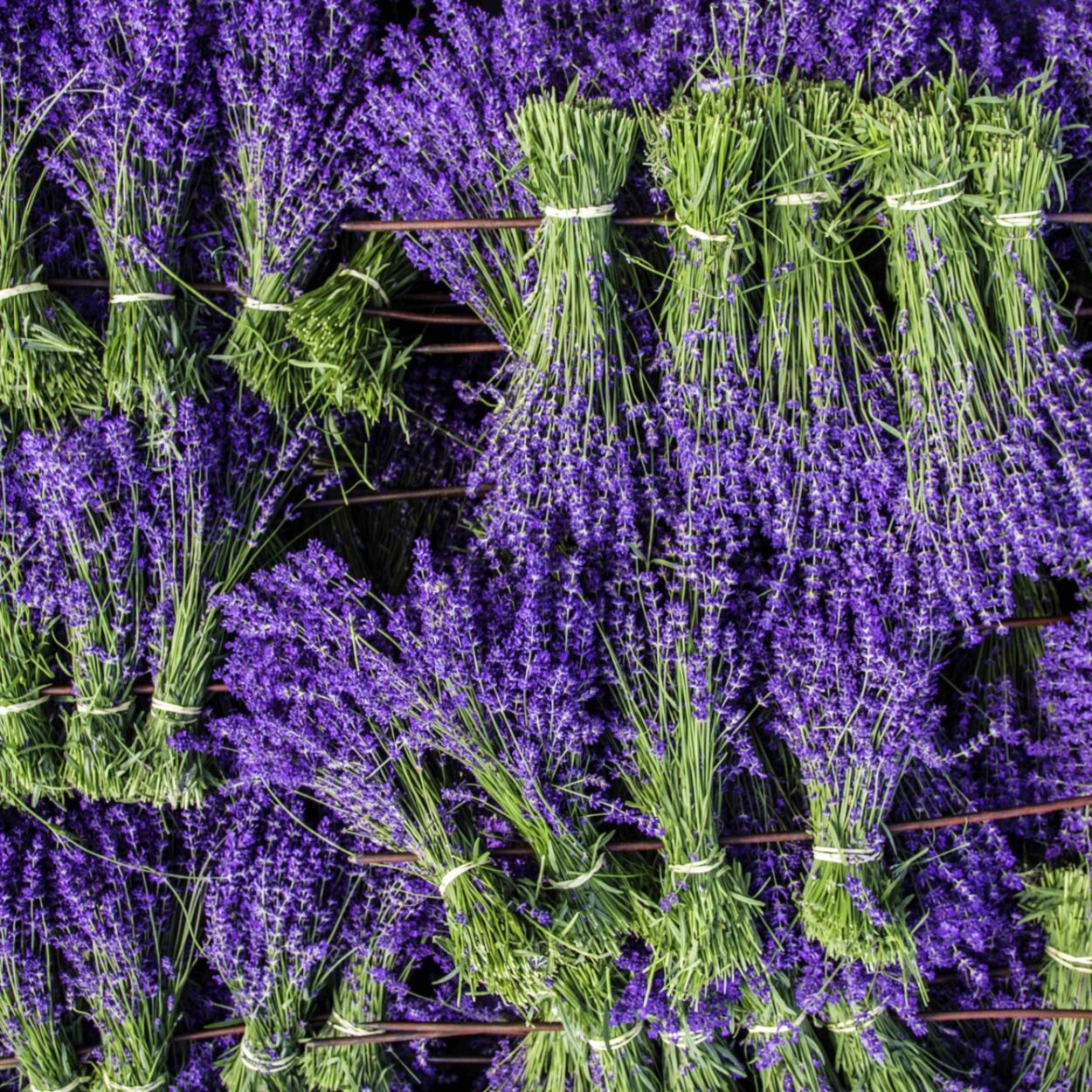 Fresh Lavender Bunches have arrived! Produced in Kent