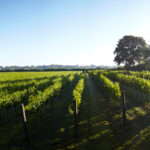 Vineyard in sun