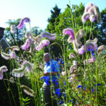 Great comp gardens picture