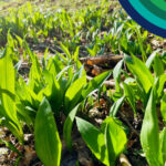 April 26 Discovery Box Sq wild garlic