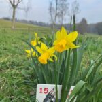 Biddenden Easter Bunny Rotated