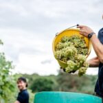 Biddenden Grape Harvest