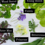 Bore Place Spring Foraging Walk