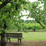 Brogdale Orchards Green Twitter