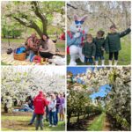 Brogdale blossom events 2026