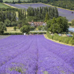 Castle Farm Lavender4
