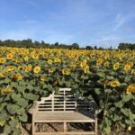 Castle Farm Sunflower Bench