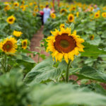Castle Farm Sunflowers 005 6962