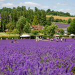Castle Farm Lavender 285 1212