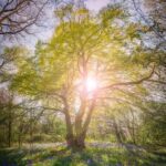 Conservation at Castle Farm