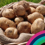 Discovery Box November Morghew Potatoes