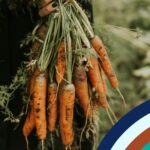 Discovery January 26 Carrots