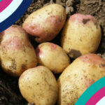 Discovery January 26 Potatoes