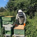 Foxes Honey September FOTM