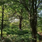 Green Farm woods CROP