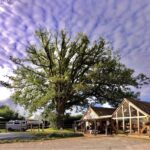 Groombridge Farm Shop tree and sky
