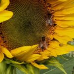 Groombridge Farmshop Bees on sunflower