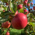 Grow Brogdale Apple