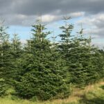 Hole Park Larger Nordman