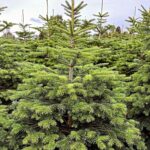 Hole park Xmas 23 Trees sq