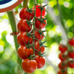 July 26 Discovery Box tomatoes