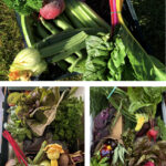 Lower Cock Ash Veg Boxes 3 images