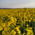 Morghew Flavour of the Month April 26