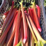 My Farmers Market Rhubarb