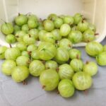 My Farmers Market gooseberries