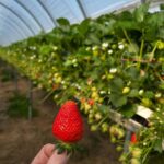 Myatts Strawberries