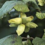 Potash Green Cobnuts
