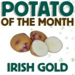 Potato Shop POTM March Irish Gold