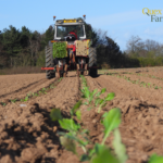 Quex Farm planting brassicas tractor