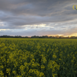 Quex OSR Sunset 214