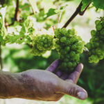 Ragstone Ridge DSC02734