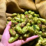 Ramsgate G Reen Hops