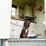 Romney Marsh Shepherds Hut dog friendly RMSH