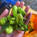 The Foundry greenhop