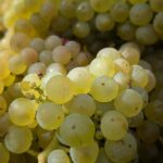White Horse Wine Tours grapes