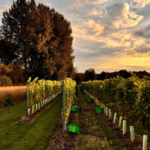 Wildshark experiences 1