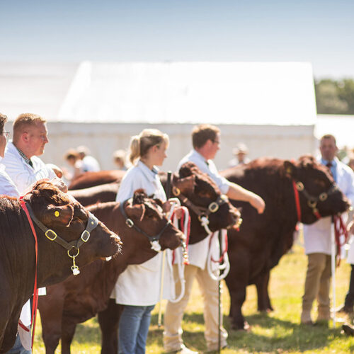 52214236440 dc382efb73 b