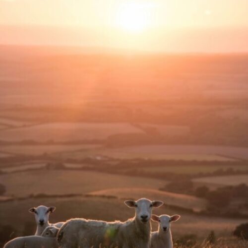 About Sustainability sheep Custom