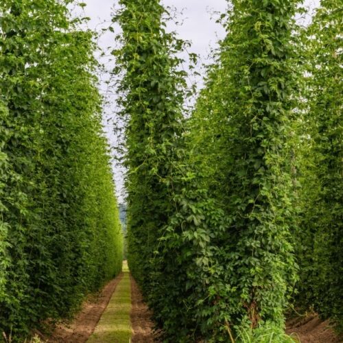 Adobe Stock 261379726 Custom