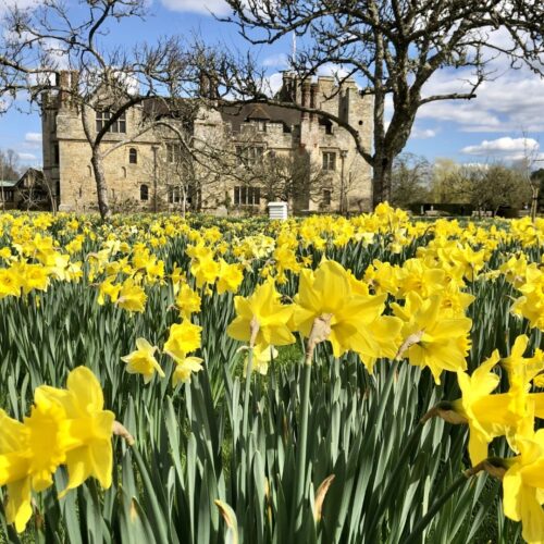 Ancient and modern daffodils blooming in Anne Boleyns Orchard CREDIT Vikki Rimmer Large