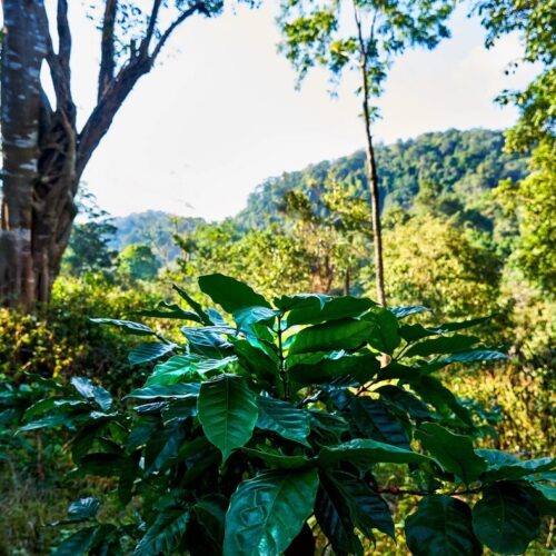 And Bloss Forest Grown