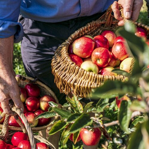 Apples PYO Norfolk Royal Castle Farm 190 1134