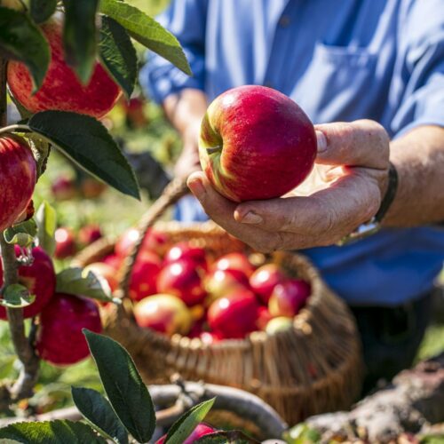 Apples PYO Norfolk Royal Castle Farm 200 1153