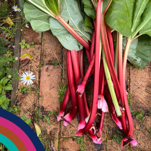 April 26 Discovery Box Sq rhubarb